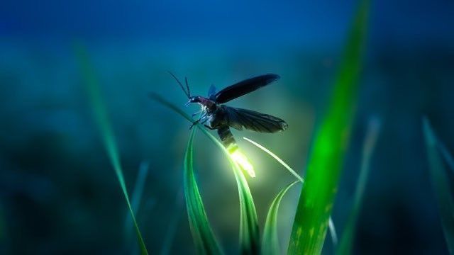 Ubud Evening Firefly Watching Tours & Experience Balinese Traditionally Life